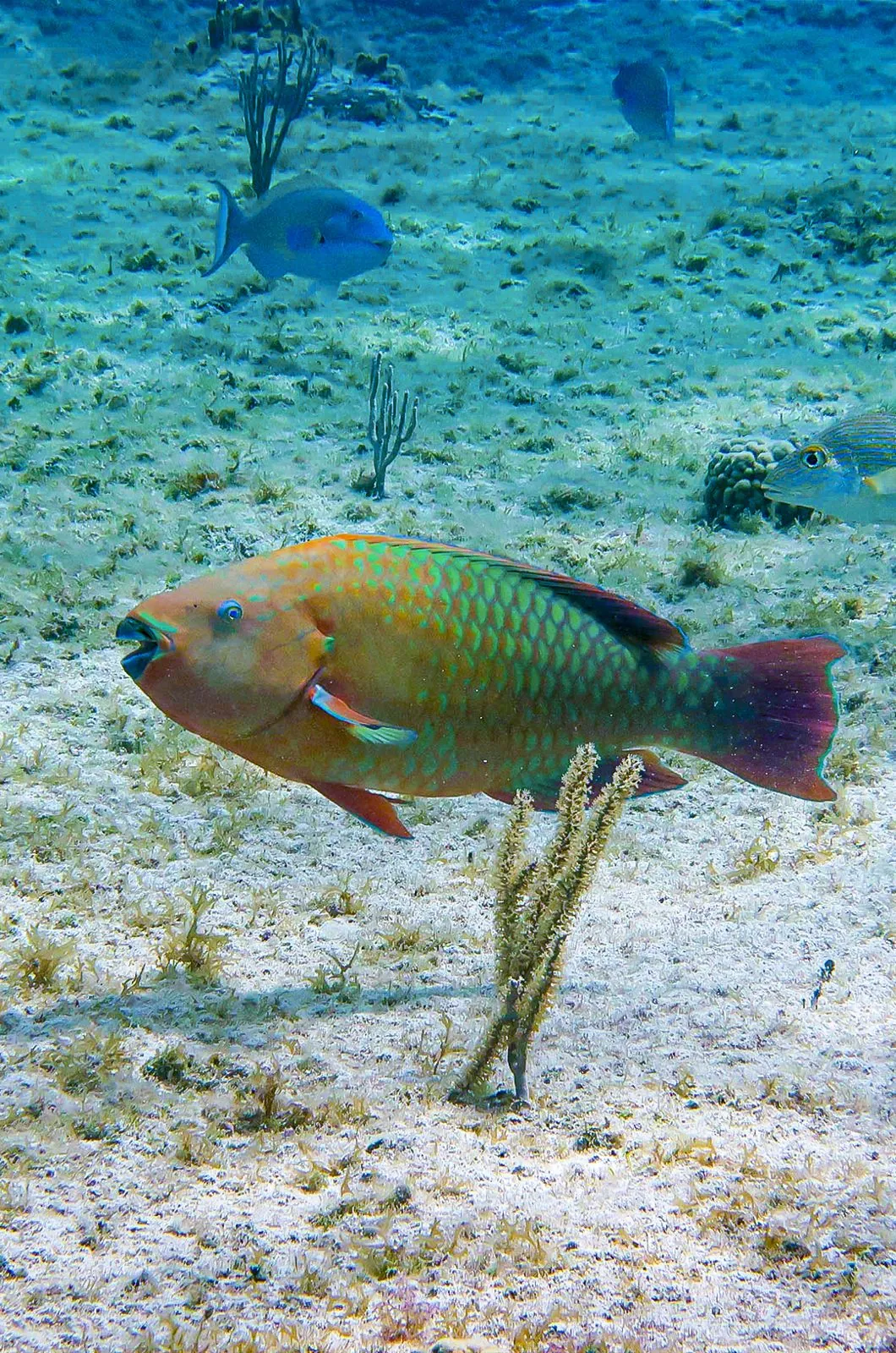 Safari de mar saliendo de Cozumel