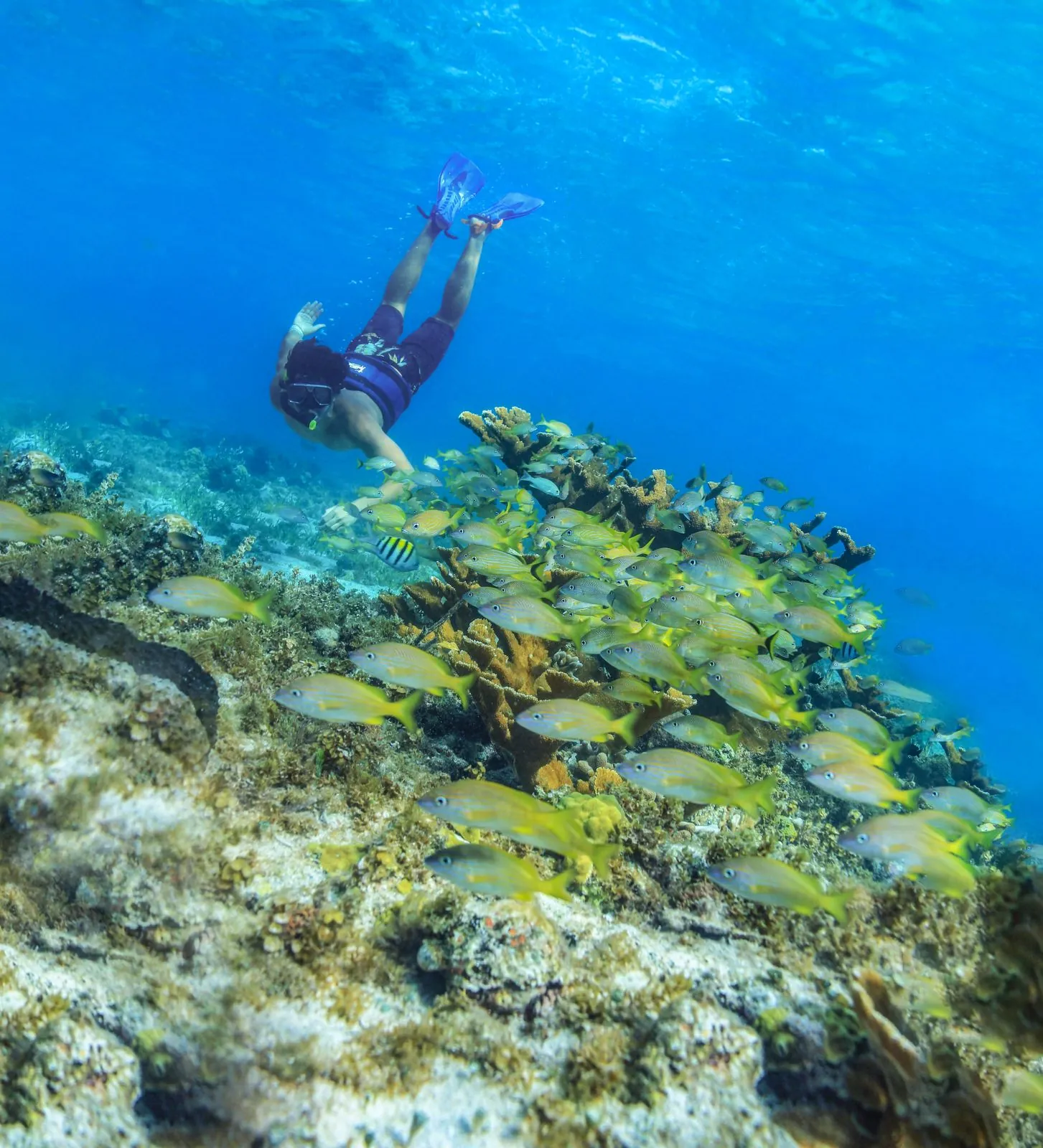 Reef Snorkeling Tour