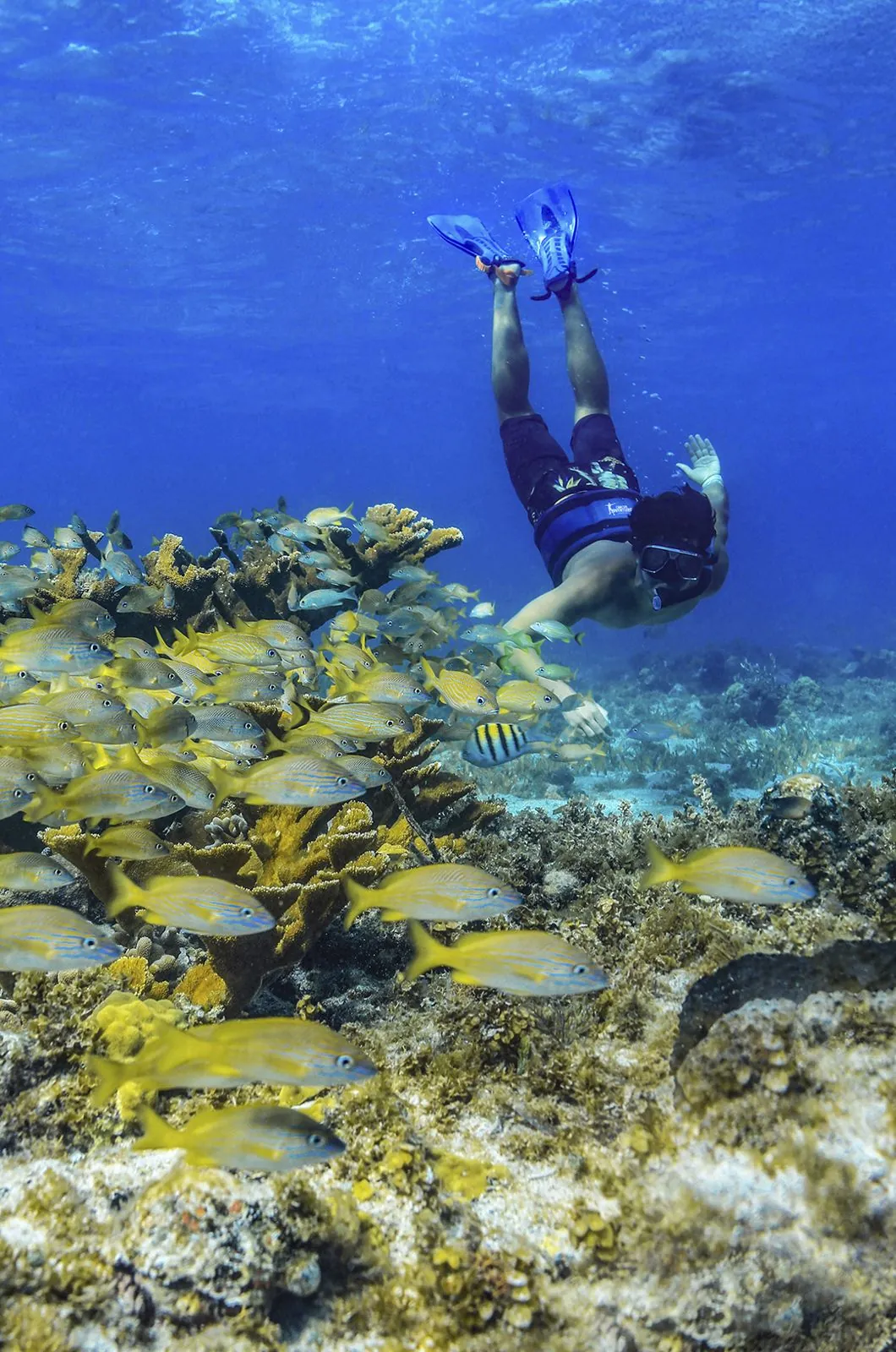 Puerto Morelos Catamaran Experience & Reef Snorkeling Adventure