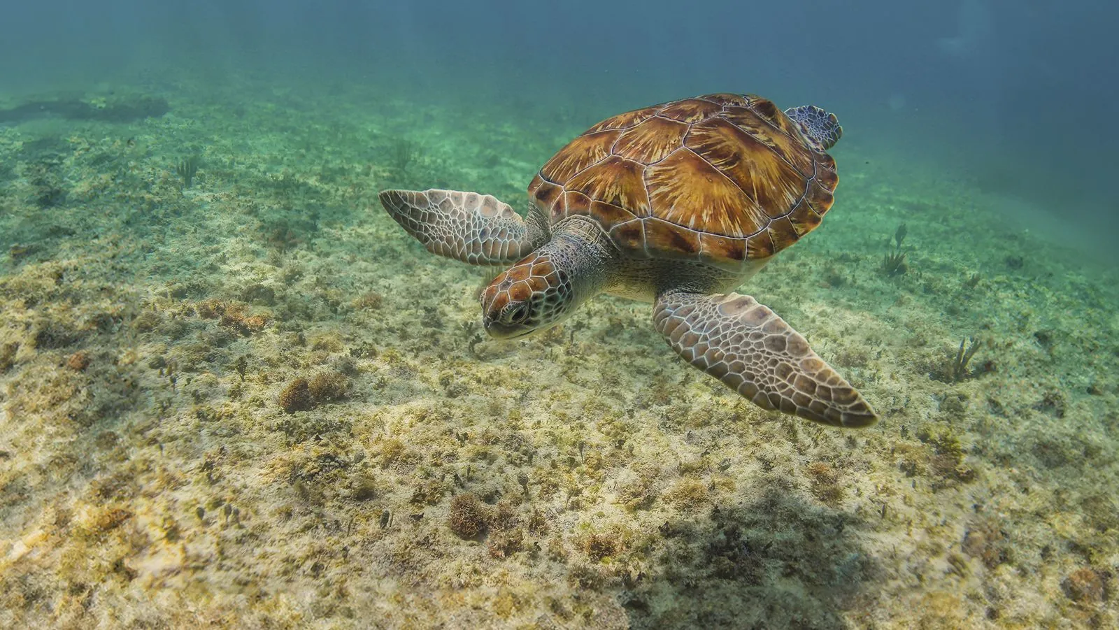 Tulum ruins, a cenote, turtles and a beach club