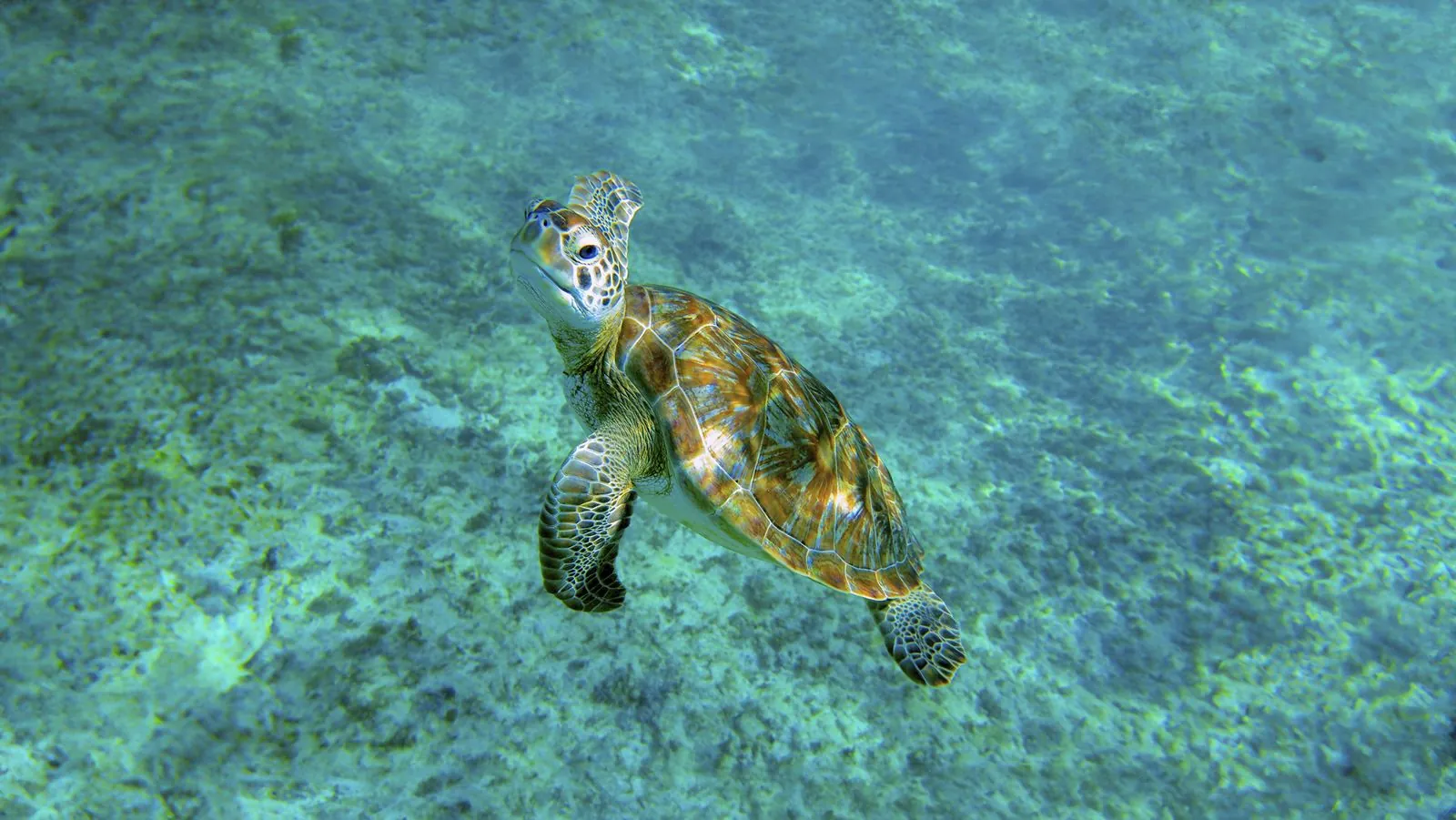 Un cénote, des tortues et un beach club